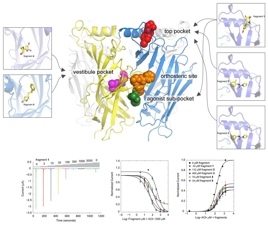 Janssen - a7 nAChR - Fig1